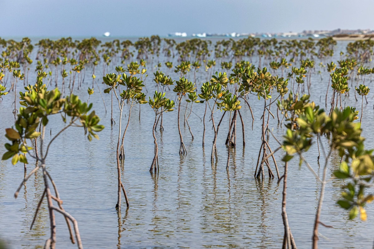 En Egypte, les mangroves renaissent malgré le tourisme de masse
