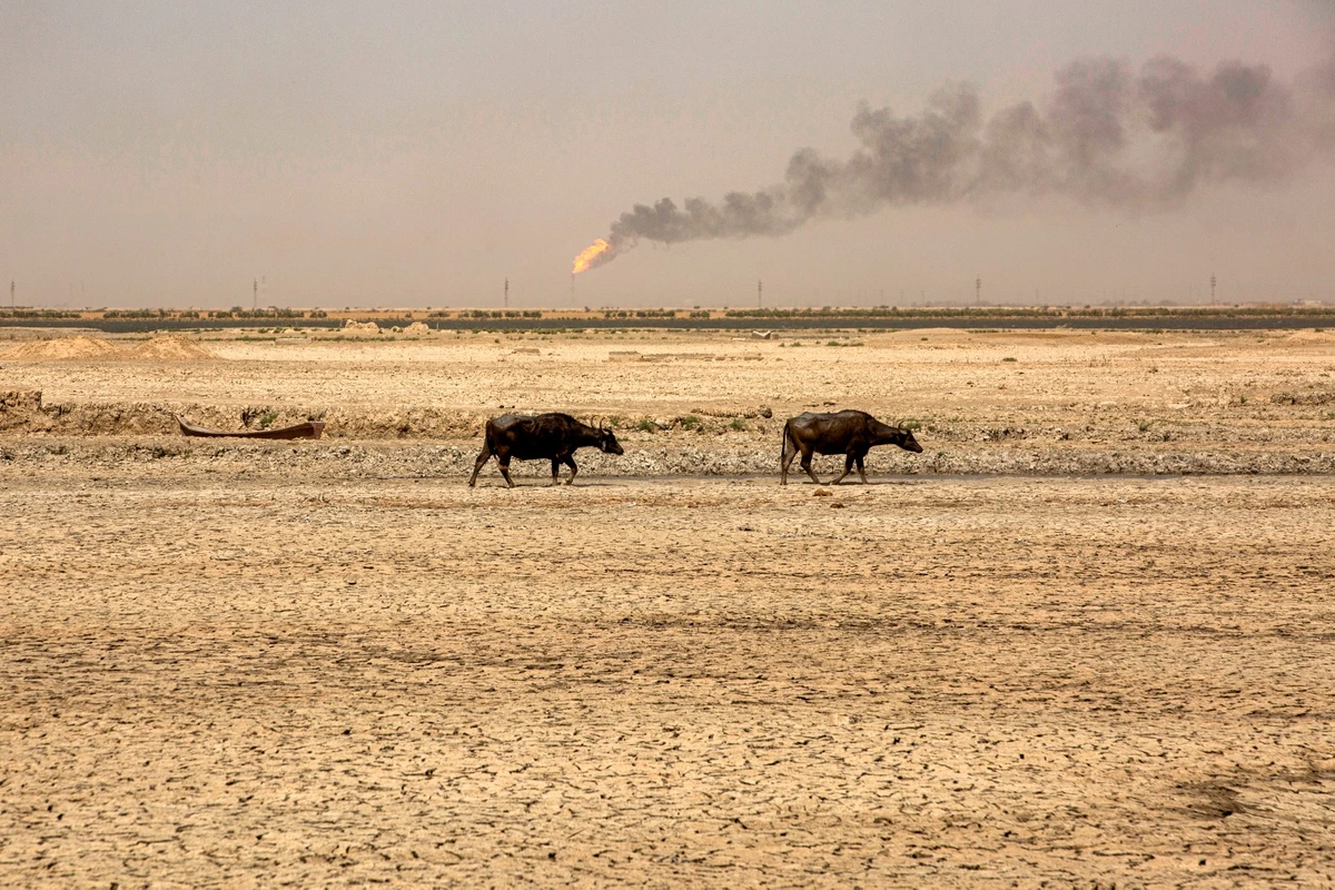 Sur cette photo d'archive prise le 10 août 2022, des buffles d'eau marchent dans des marais asséchés près du champ de gaz naturel d'al-Qurnah, dans le nord de la province de Bassora, dans le sud de l'Irak. (Photo par Hussein Faleh / AFP)