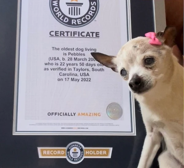 Pebbles avait été désignée le plus vieux chien du monde en mai 2022, lors d'un passage des experts du livre Guinness (photo oe24.at)