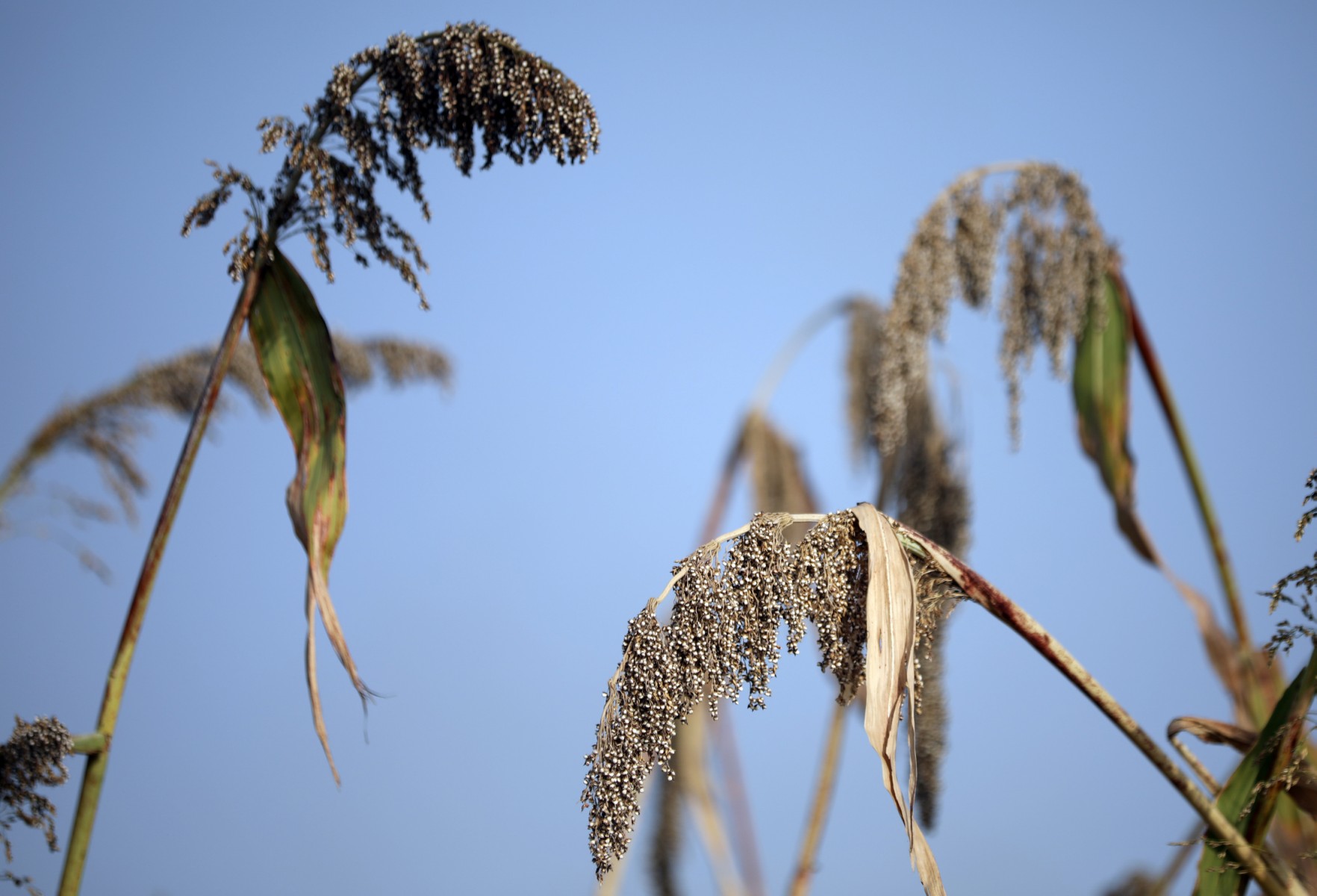 Etats-Unis: réputé plante du changement climatique, le sorgho décimé par la sécheresse