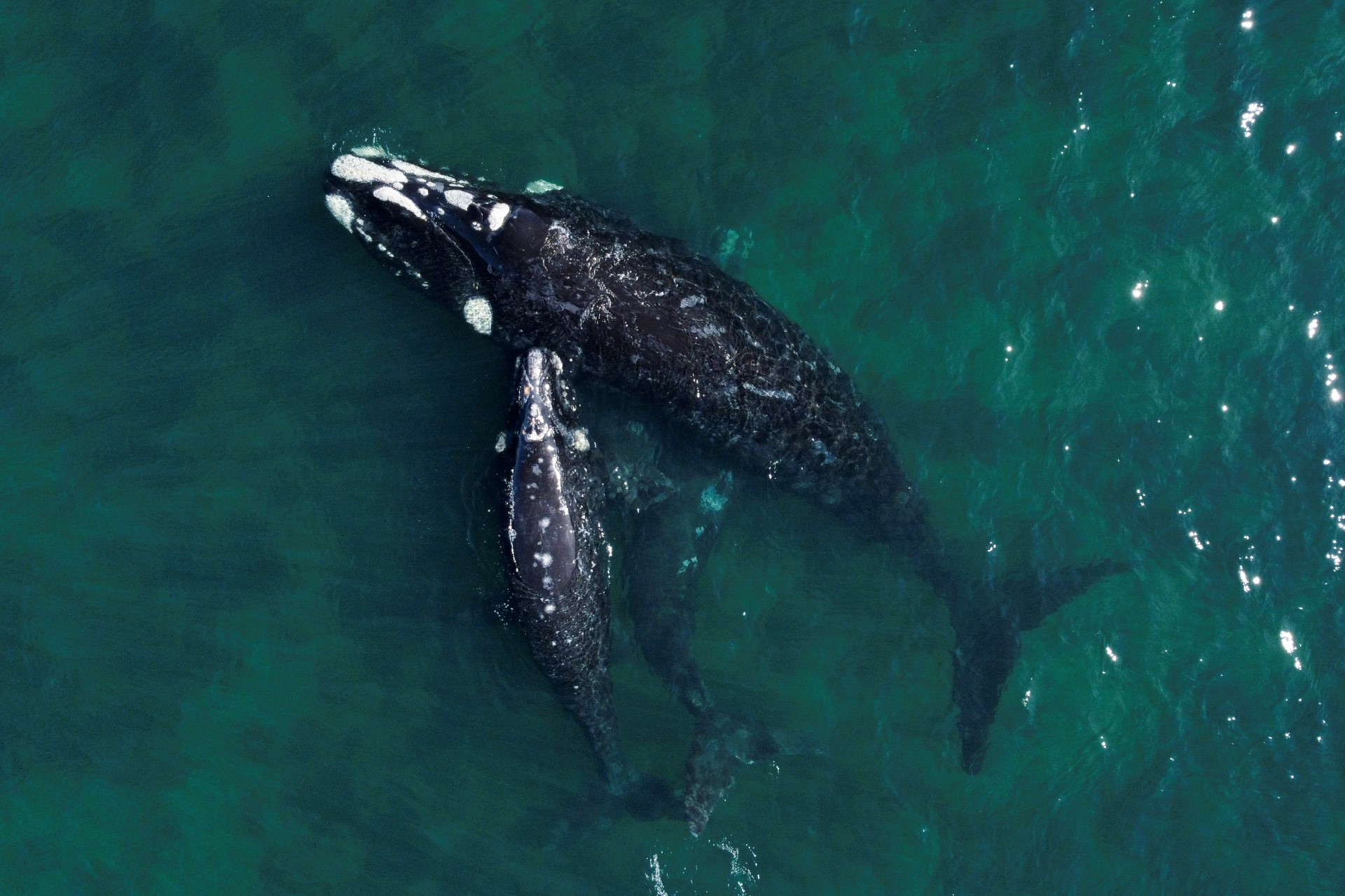 Les baleines bleues absorberaient jusqu'à 10 millions de morceaux de microplastiques par jour