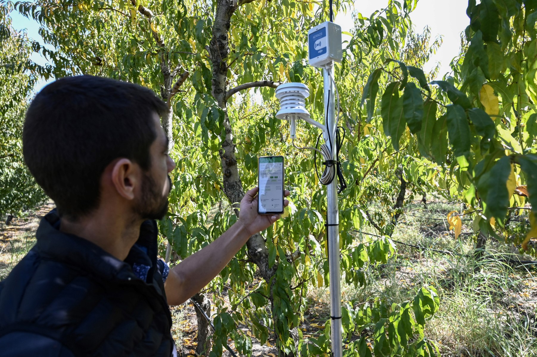 Dans une Grèce cramponnée aux traditions, l'agriculture intelligente progresse à tâtons