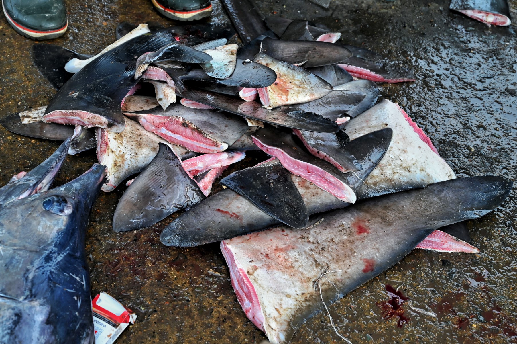 Sur cette photo d'archive prise le 16 juin 2022, des ailerons de requin sont représentés dans un port de pêche à Banda Aceh, en Indonésie. (Photo de Chaideer Mahyuddin / AFP)
