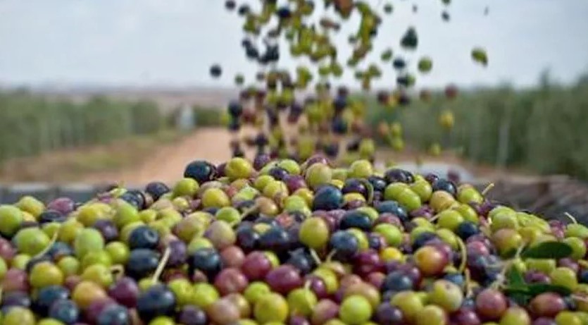 Monastir: La récolte des olives estimée à 20 mille tonnes