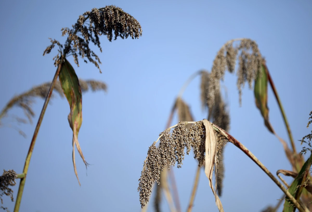 Etats-Unis: réputé plante du changement climatique, le sorgho décimé par la sécheresse