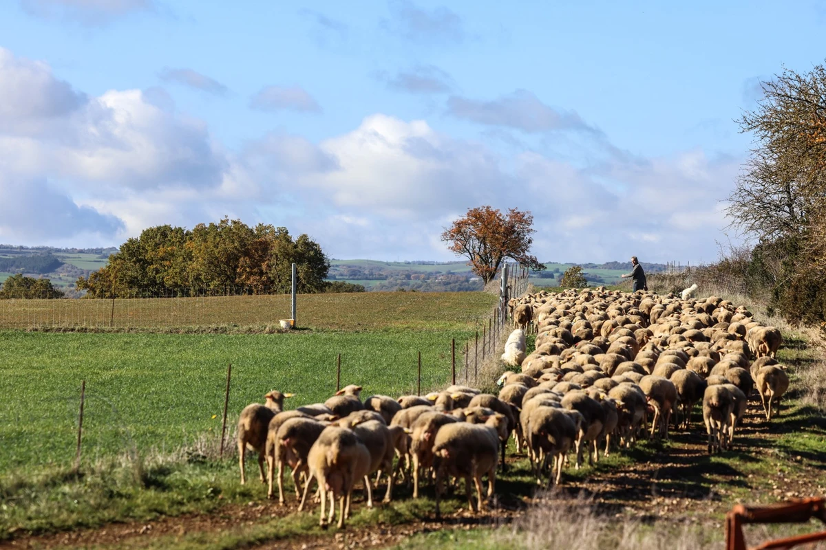 A Roquefort, un fromage ancestral dans l'oeil de l'agro-industrie