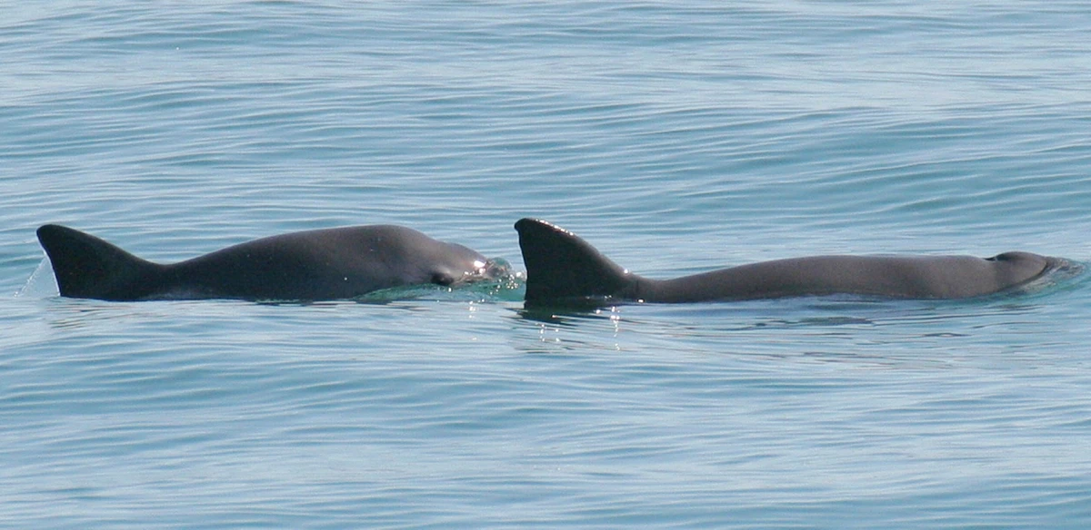 Cette image d'archive non datée publiée par la National Oceanic and Atmospheric Administration (NOAA) montre une mère et son petit vaquita (Phocoena sinus) faisant surface dans les eaux au large de San Felipe, en Basse-Californie, au Mexique. (Photo : Paula OLSON / NOAA / AFP)
