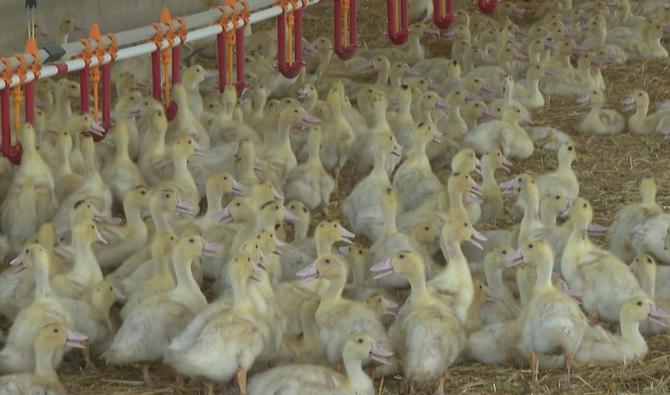Élevage de canards à l'usine d'abattage Labeyrie (Photo, AFP)