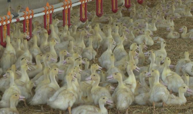 Élevage de canards à l'usine d'abattage Labeyrie (Photo, AFP)