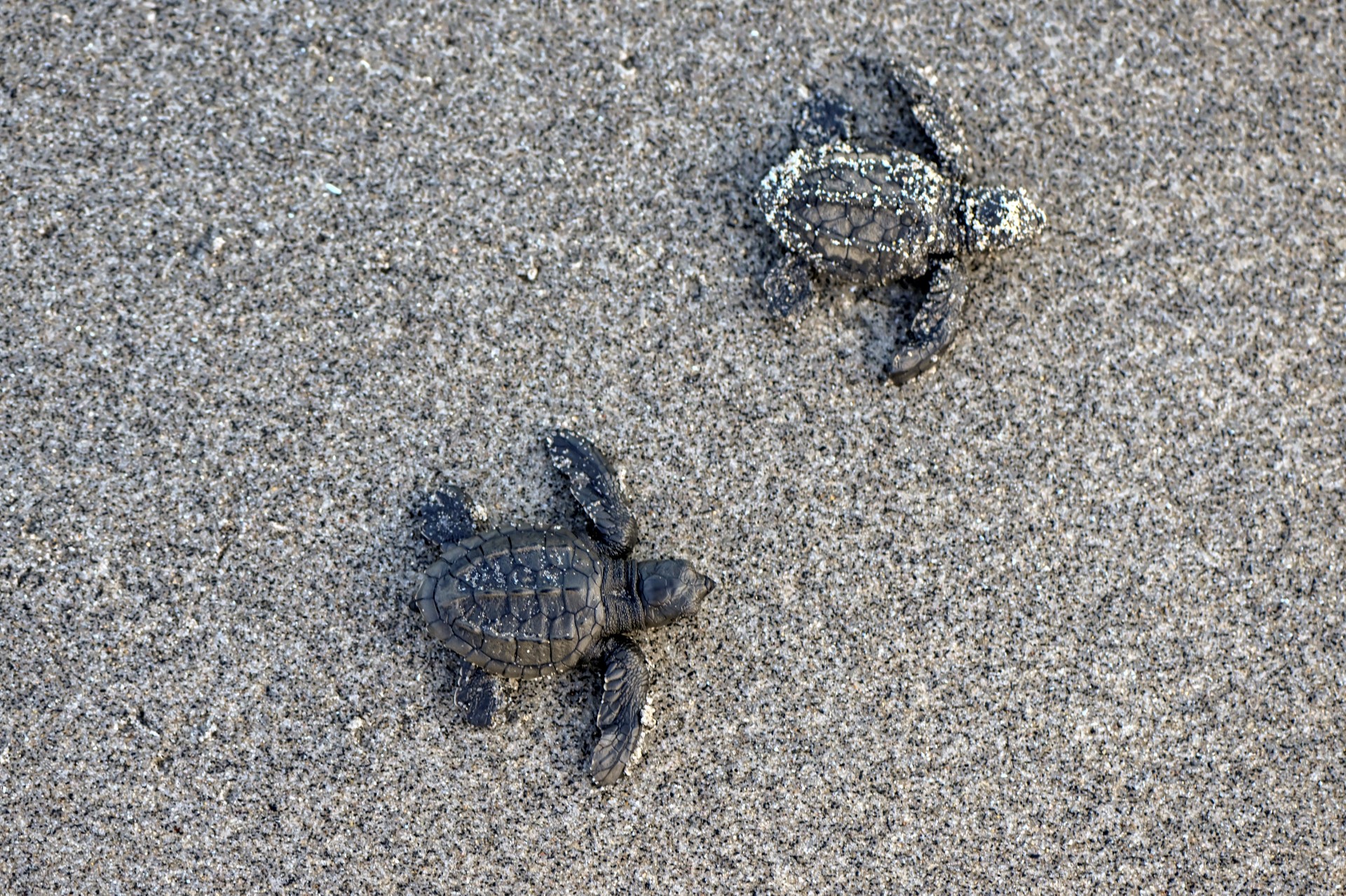 Une cinquantaine de tortues d'une espèce en danger envoyées de Monaco vers le Sénégal