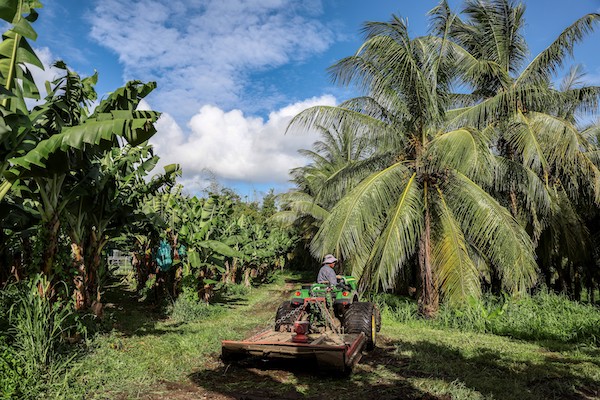 Un homme travaille dans une bananeraie à Basse-Pointe, sur l'île française des Caraïbes, la Martinique, le 24 novembre 2022. (Photo de Charly Triballeau / AFP)