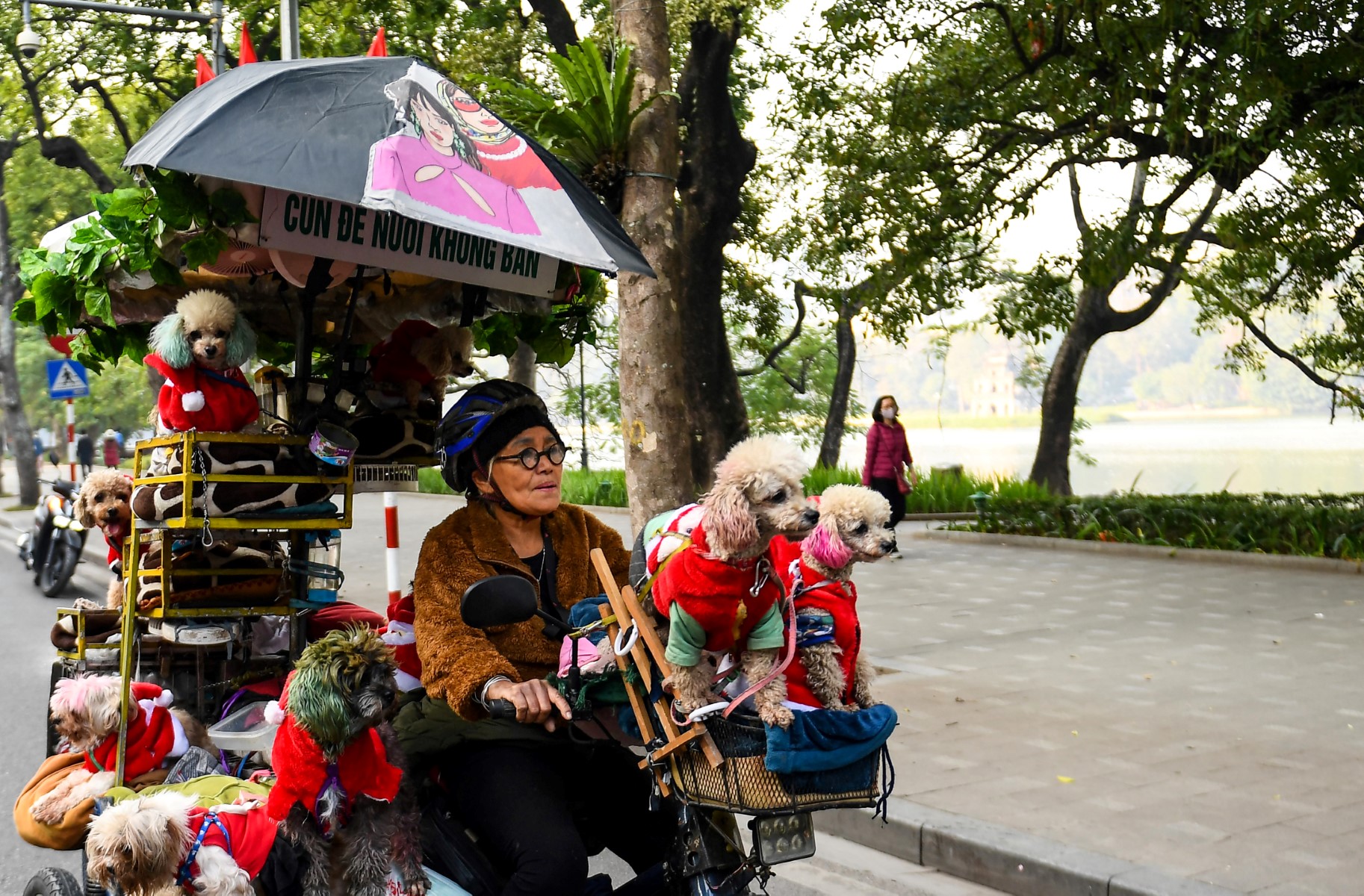 Cette photo prise le 15 décembre 2022 montre la coiffeuse à la retraite Nguyen Thi Kim Quy transportant des chiens secourus, habillés en costume de Père Noël, dans un tuk tuk le long d'une rue de Hanoi. (Photo : Nhac Nguyen / AFP)