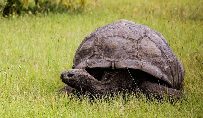 Jonathan, la plus vieille tortue du monde, fête ses 190 ans