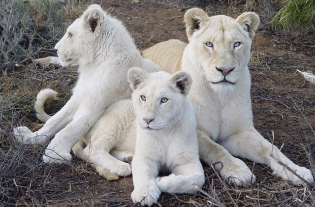 Algérie: Naissance de 4 lionceaux blancs dans un jardin zoologique