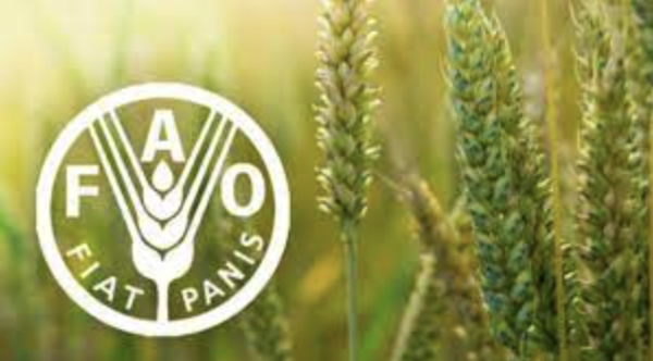Logo de la FAO (photo FAO)