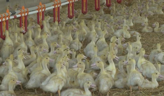 Élevage de canards à l'usine d'abattage Labeyrie (Photo, AFP)