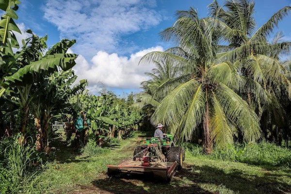 Un homme travaille dans une bananeraie à Basse-Pointe, sur l'île française des Caraïbes, la Martinique, le 24 novembre 2022. (Photo de Charly Triballeau / AFP)