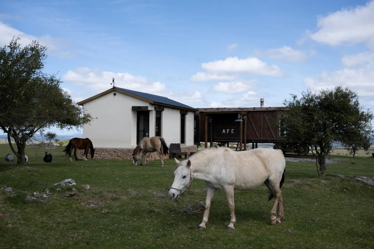 En Uruguay, une ONG sauve les chevaux des assiettes belges ou françaises