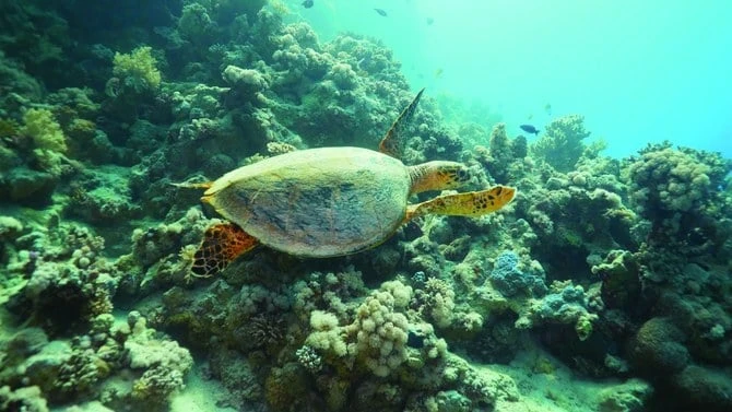 Red Sea Global continue de franchir des étapes importantes en matière de transparence et de responsabilité