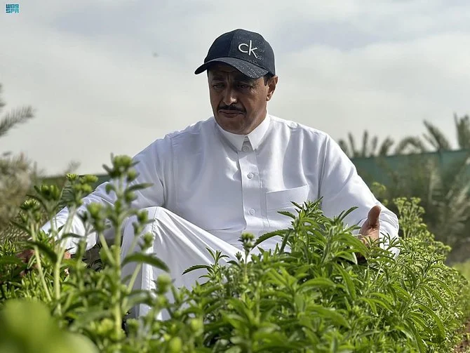 Un agriculteur saoudien investit dans la stévia pour une production alimentaire plus saine
