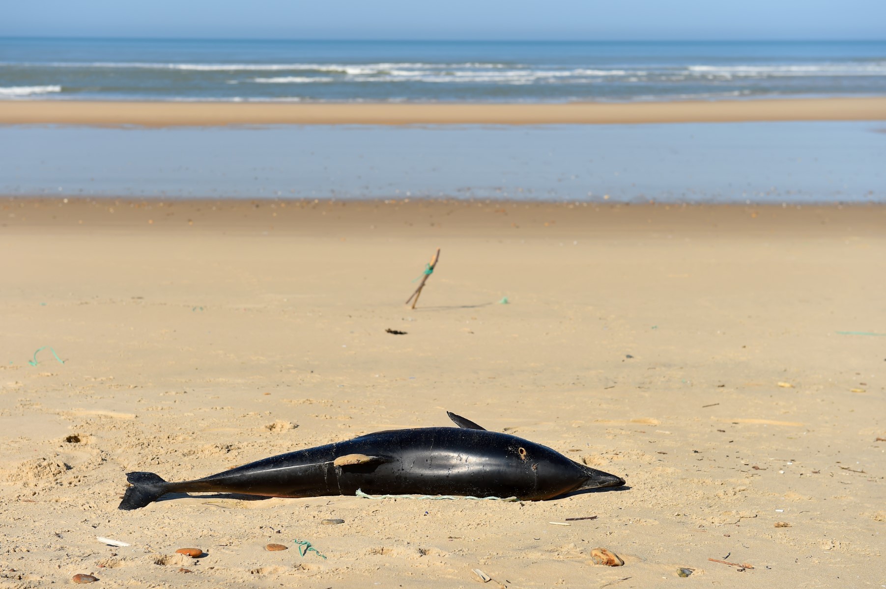 Un dauphin mort gît sur une plage de l'océan Atlantique près de Lacanau, dans le sud-ouest de la France, le 22 mars 2019. ( Nicolas Tucat/AFP)