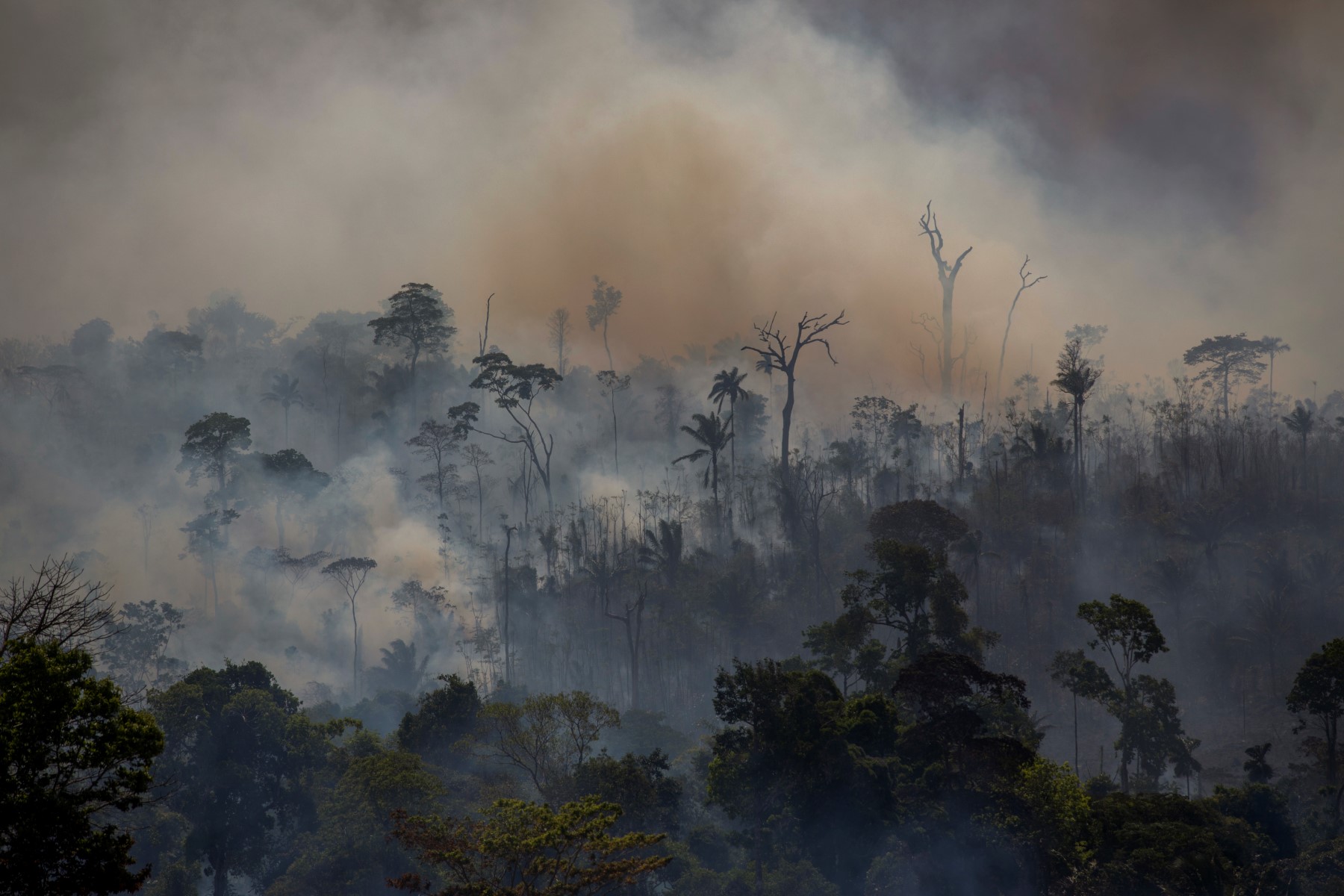 Un tiers de la forêt amazonienne «dégradée» par l'activité humaine et la sécheresse