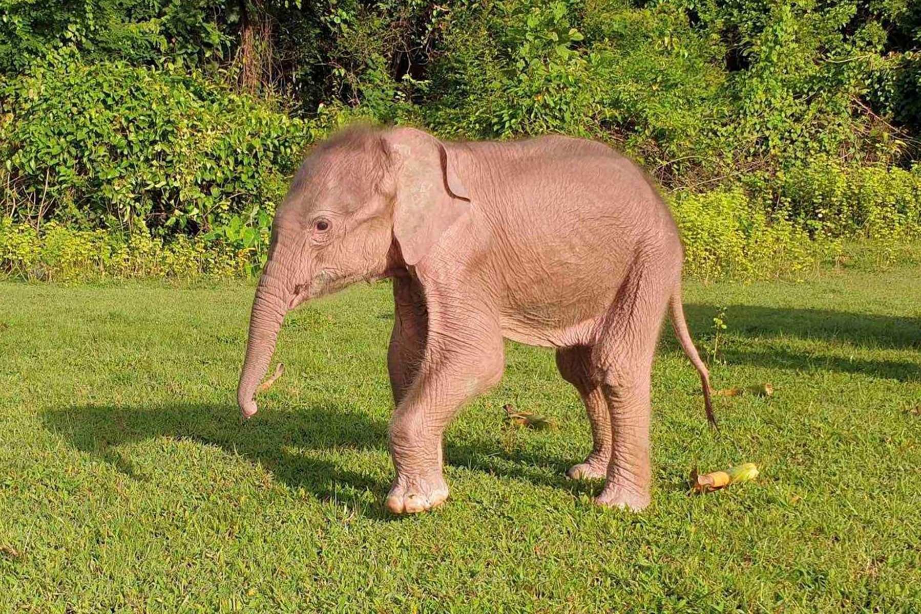 Birmanie: l'éléphant blanc, un signe de bon augure récupéré par la junte