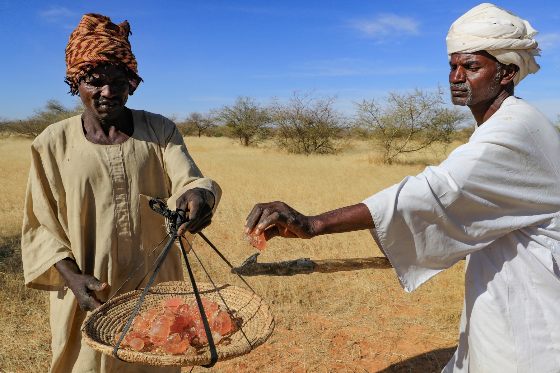 Des Soudanais récoltent la sève de gomme arabique d'un acacia dans la forêt publique de recherche de Demokaya, à quelque 30 km à l'est d'El-Obeid, la capitale du wilayet (État) central du Nord-Kordofan, le 9 janvier 2023. (Photo : Ashraf Shazly / AFP)