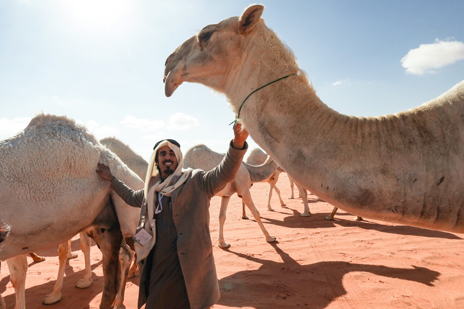 Entre dromadaires et éleveurs saoudiens, un «langage» inscrit au patrimoine de l'humanité