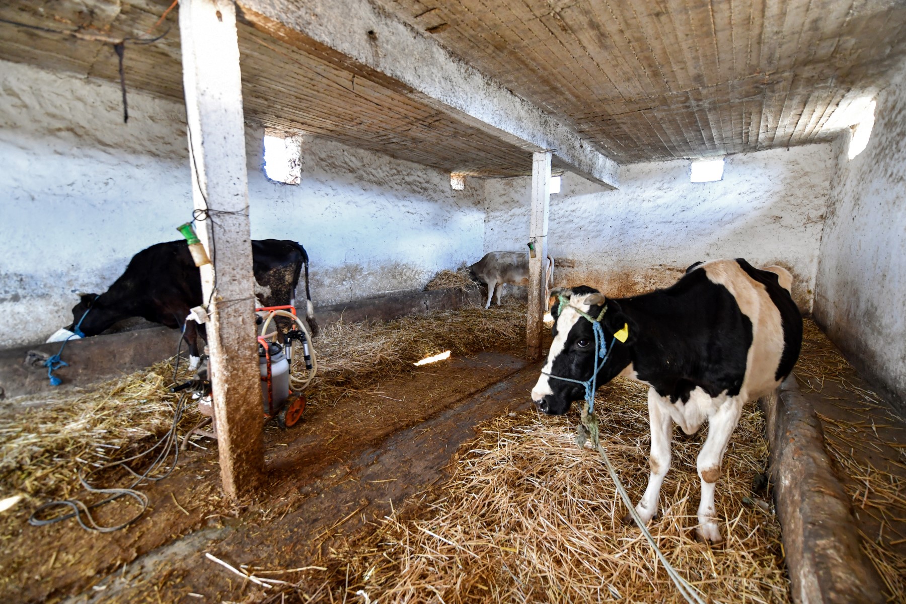 Tunisie: la pénurie de lait, symptôme d'une filière «en lent effondrement»
