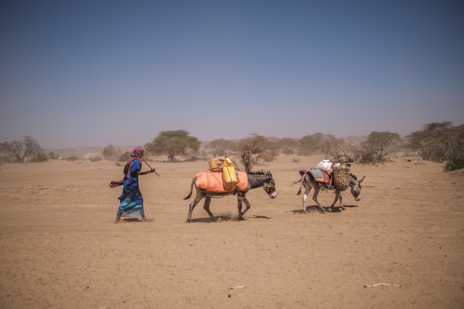 Dans la Corne de l'Afrique, 22 millions de personnes menacées par la sécheresse