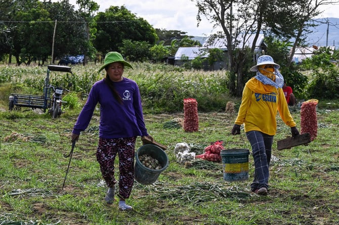Aux Philippines, l'oignon devenu bien de luxe atteint des prix à pleurer