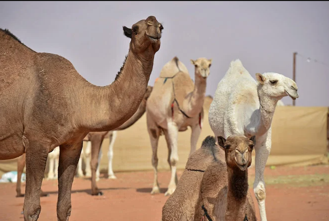 Les reines de beauté du désert volent la vedette au festival du chameau du roi Abdelaziz
