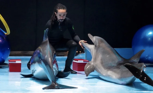 Pendant que les phoques exécutent des mouvements acrobatiques avec leur entraîneur, les dauphins dansent ensemble, chantent et font des peintures sur toile (Photo AN/Huda Bashatah)