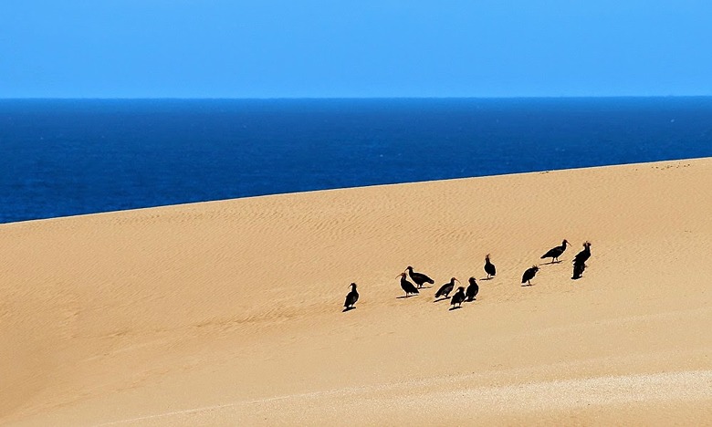 Dunes de sable au lac d'El Oualidia: Interrogations sur l’avenir du site écologique