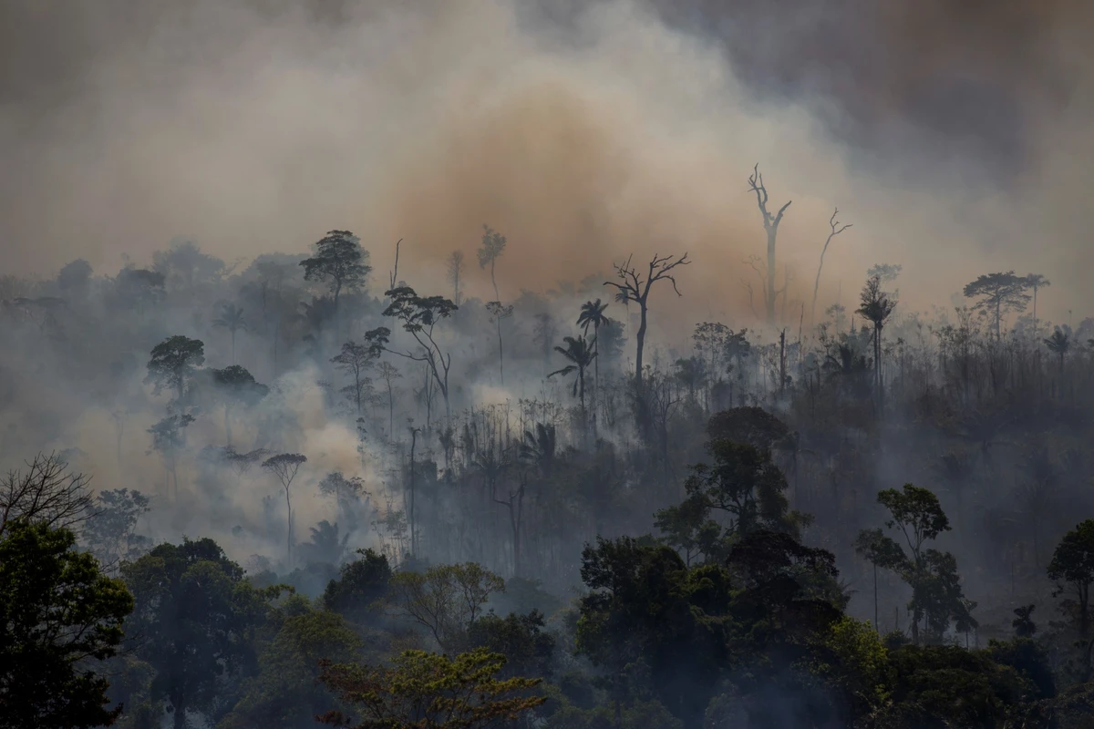 Un tiers de la forêt amazonienne «dégradée» par l'activité humaine et la sécheresse