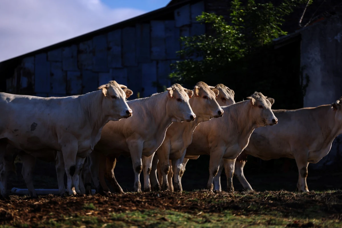 Pour le lait de ses yaourts, Danone veut des vaches qui émettent moins de méthane