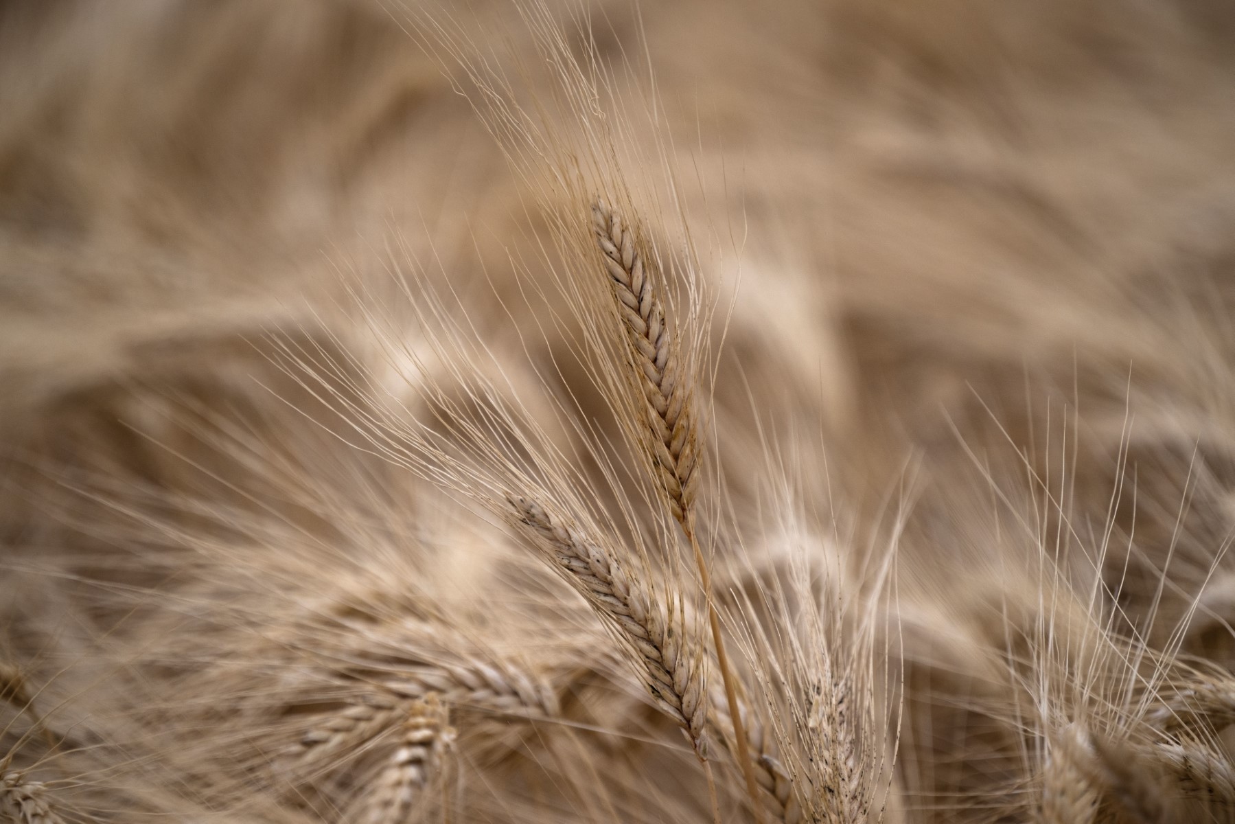 Rebond des prix des céréales sur le marché européen
