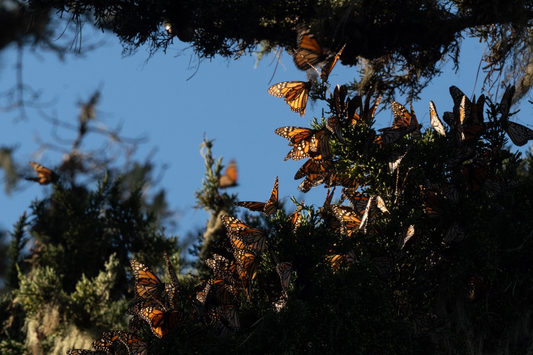 Les papillons monarques californiens reviennent de loin