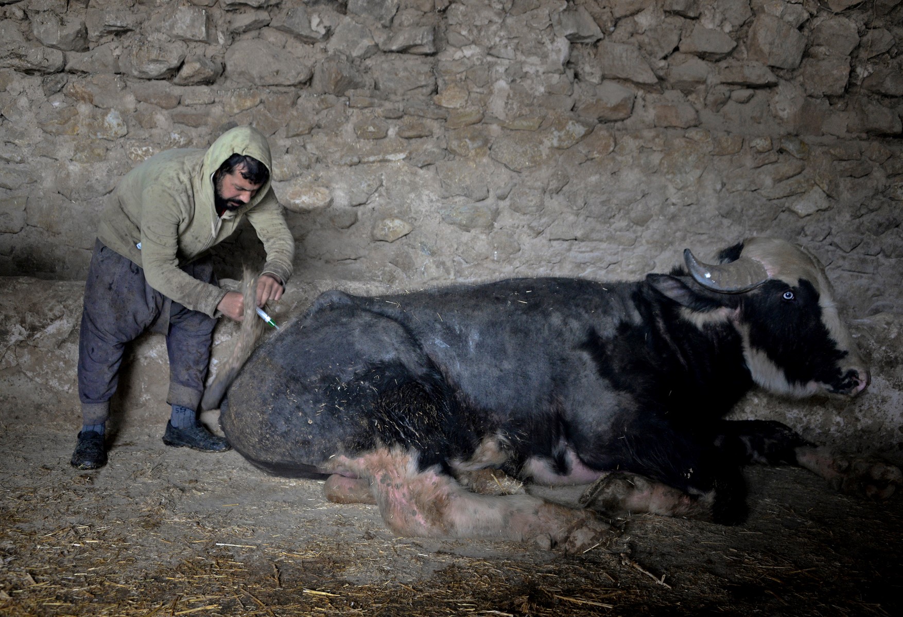 Fraîchement arrivé en Irak, un variant de la fièvre aphteuse ravage le bétail