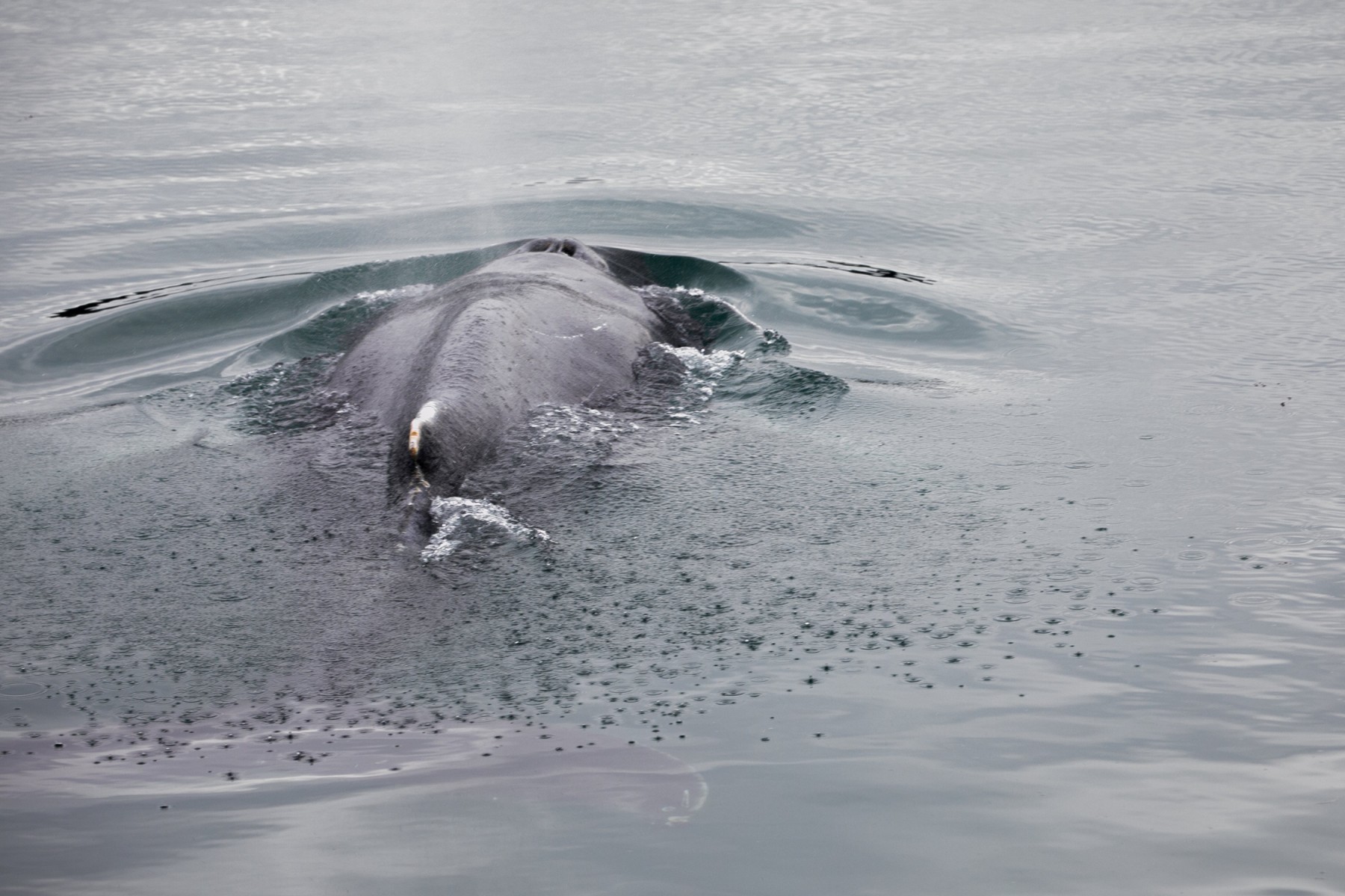Bretagne: libérée, la baleine coincée dans la Rance fait route vers le large