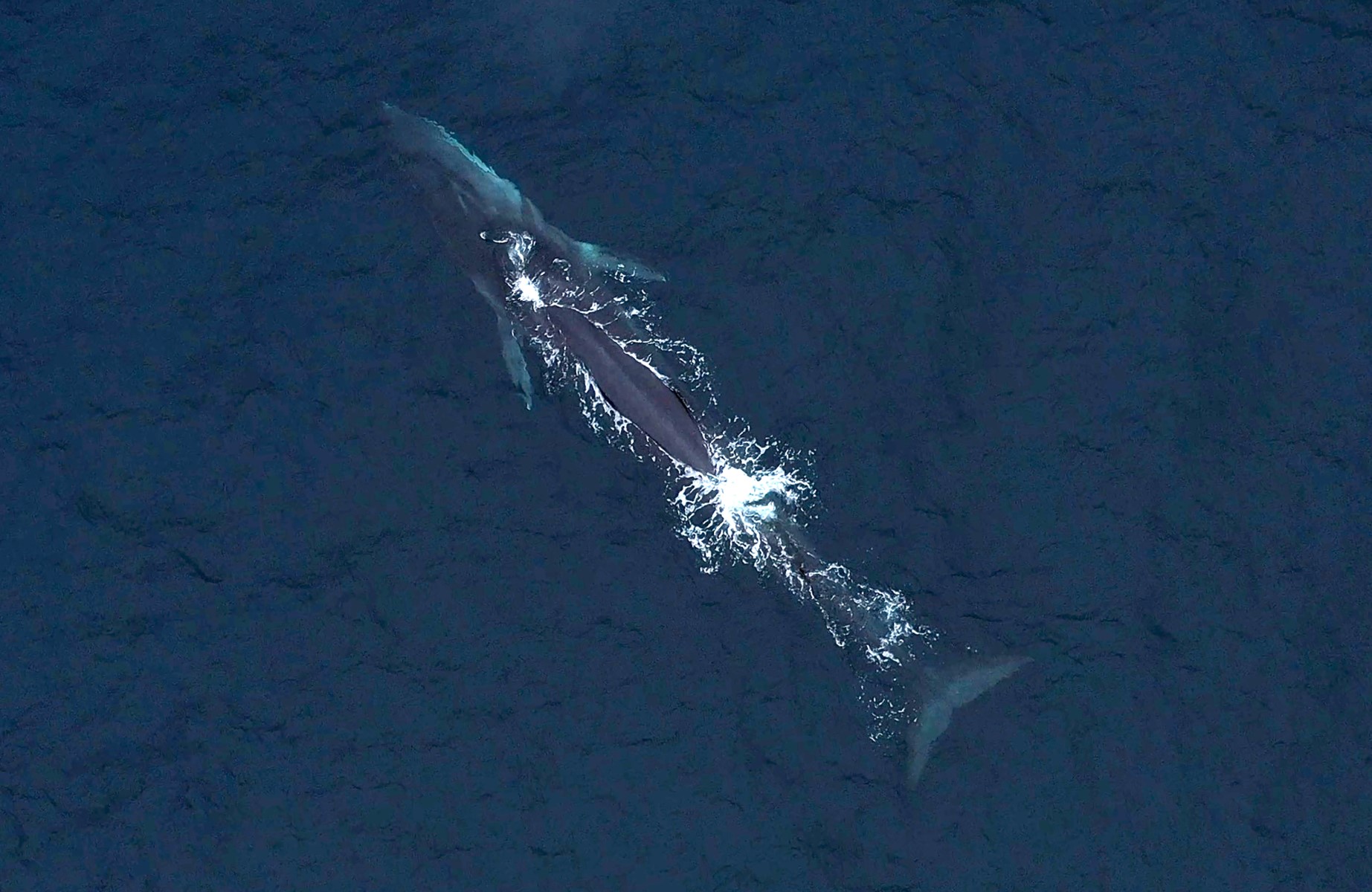 Dans cette photo d'archive prise le 07 octobre 2021, vue aérienne de baleines à bosse au large de la côte de Punta Choros à La Higuera, au Chili.. (Photo de Pablo Cozzaglio / AFP)