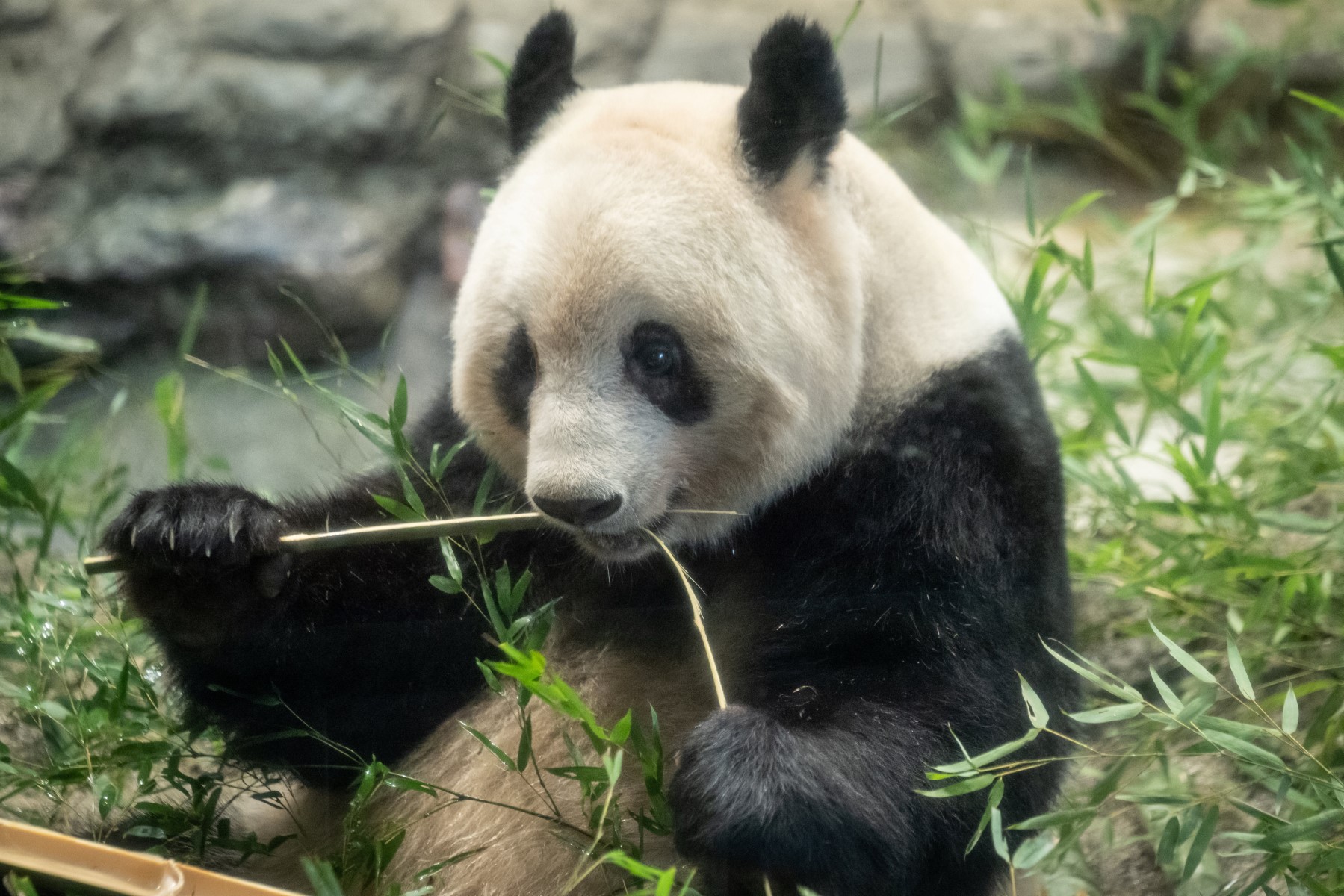 Le Japon fait ses adieux à quatre pandas rendus à la Chine