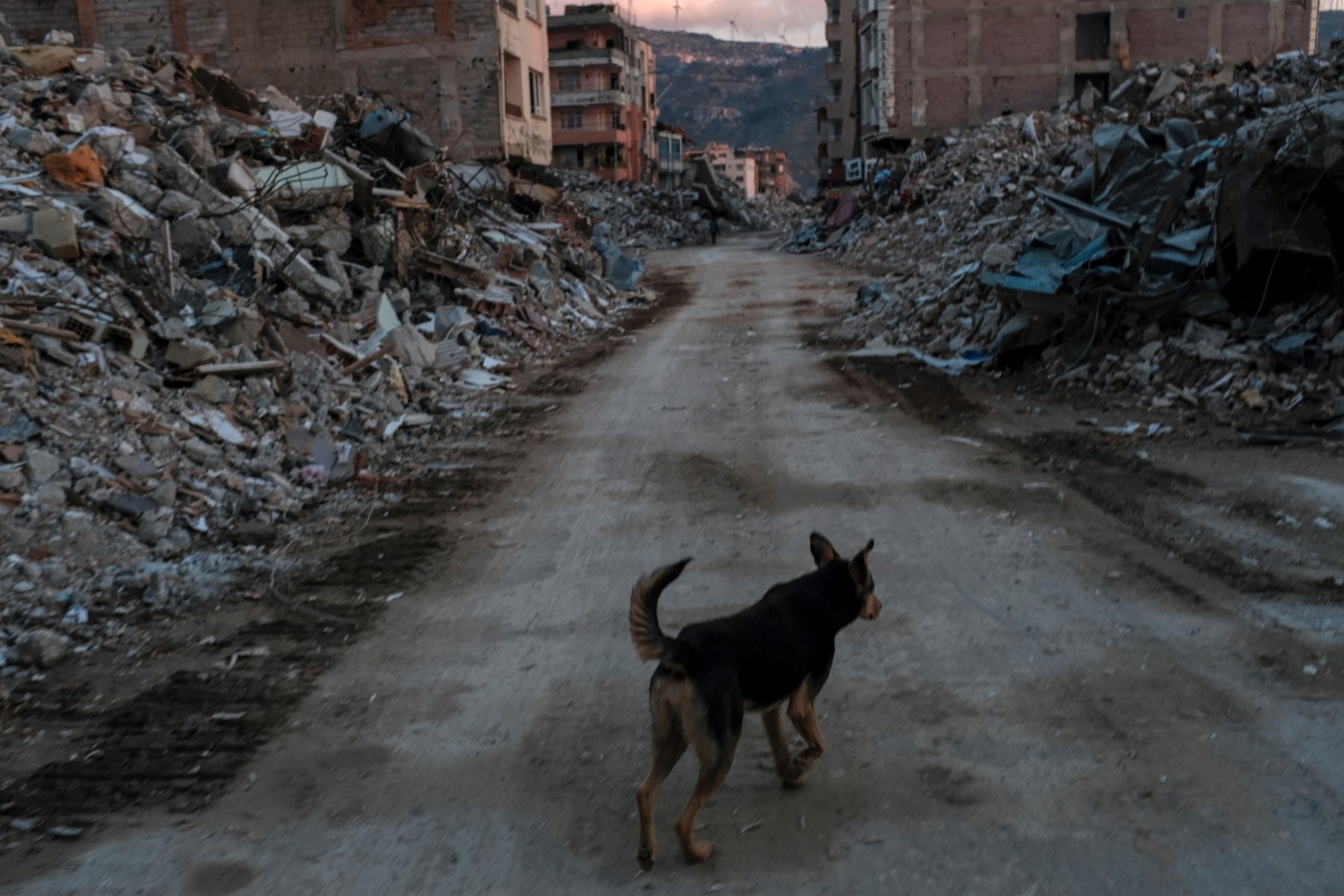Turquie: les forces spéciales au secours d'animaux piégés