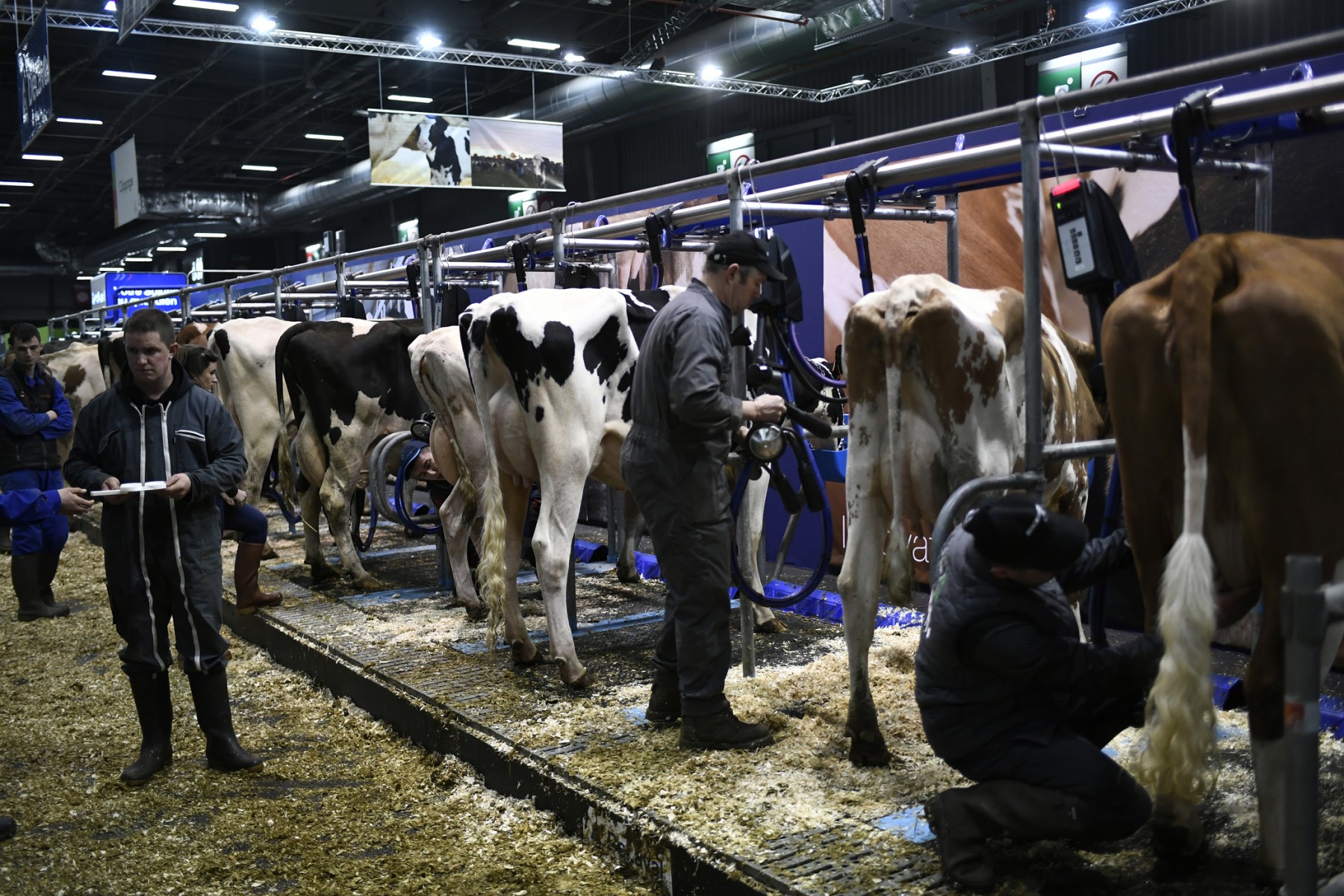 Le Salon de l'agriculture ouvre ses portes samedi, Macron et Ovalie tête d'affiche