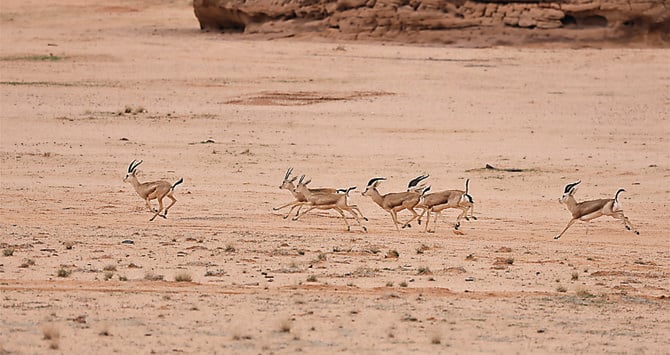 La réintroduction d’oryx, de gazelles et de bouquetins ouvre la voie au retour des grands félins à AlUla