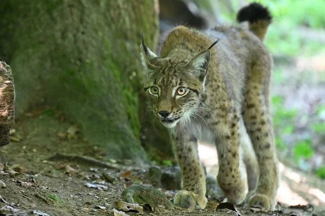 La consanguinité menace la survie du lynx en France, alerte une association