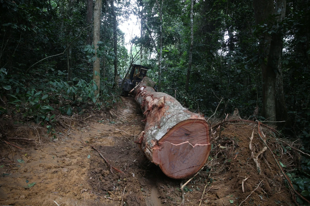 Gabon: le sommet sur la forêt tropicale éclipsé par Macron «  qui vient adouber son candidat  »