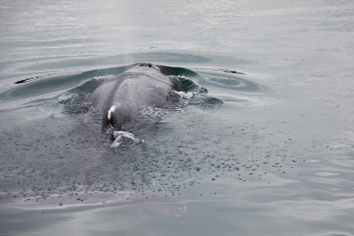Bretagne: libérée, la baleine coincée dans la Rance fait route vers le large