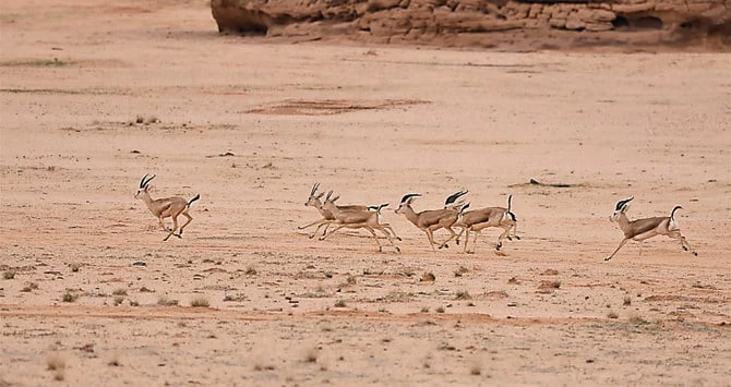 La réintroduction d’oryx, de gazelles et de bouquetins ouvre la voie au retour des grands félins à AlUla